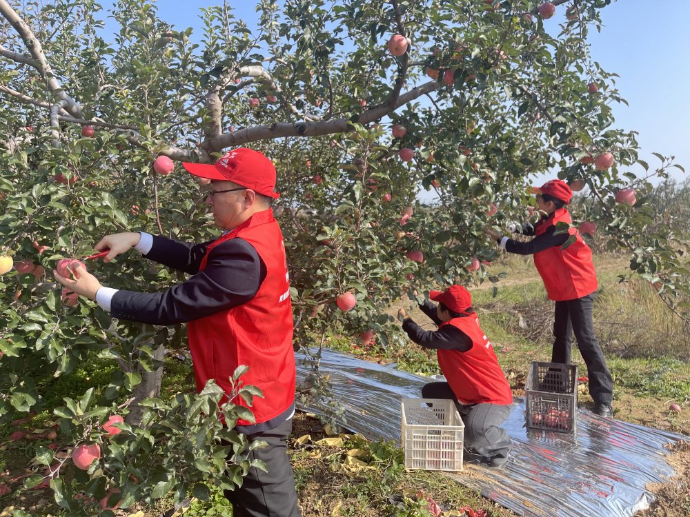 陜煤建設澄合分公司機關黨支部：黨員助農采摘忙 蘋果園里踐初心